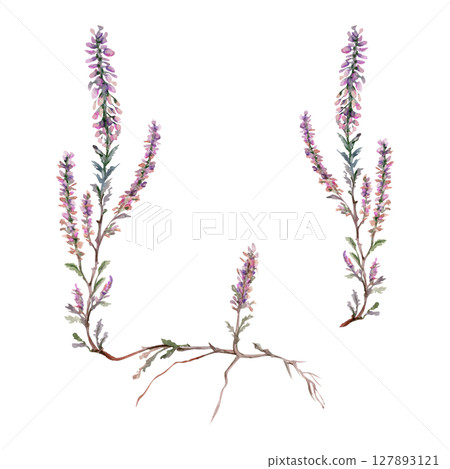 Heather ling erica calluna flower. Heathland moorland evergreen shrub plant, Scotland symbol, dye ale honey ingredient. Single element botanical watercolor hand drawn illustration. Florist jewellery Heather ling erica calluna flower. Heathland moorland evergreen shrub plant, Scotland symbol, dye ale honey ingredient. Single element botanical watercolor hand drawn illustration. Florist jewellery 127893121