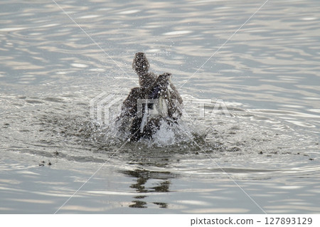 荒尾市港野生鳥類， 127893129