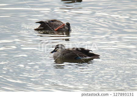 Arao City Port Wild Birds, Arao City Port Wild Birds, 127893131