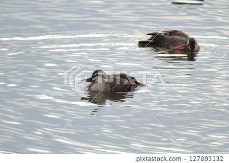 Arao City Port Wild Birds, Arao City Port Wild Birds, 127893132