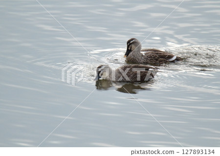 Arao City Port Wild Birds, Arao City Port Wild Birds, 127893134