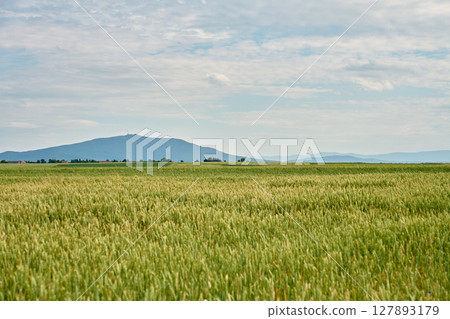 Wheat field with mountain landscape under cloudy summer sky 127893179