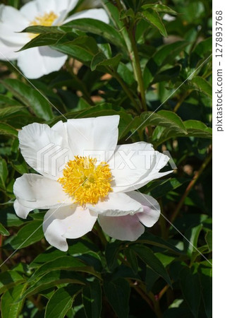 牡丹花「七福神」2025年5月 127893768