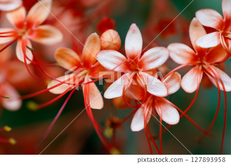 Closeup of Pagoda Flower Clerodendrum paniculatum tropical flowers with soft peach petals and red stamens in natural floral background Closeup of Pagoda Flower Clerodendrum paniculatum tropical flowers with soft peach petals and red stamens in natural floral background 127893958