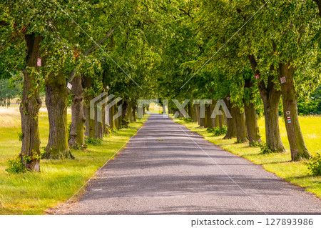 A tranquil summer day along a tree-lined alley where vibrant green leaves provide shade. The asphalt road invites visitors for a leisurely stroll or drive through nature's beauty. A tranquil summer day along a tree-lined alley where vibrant green leaves provide shade. The asphalt road invites visitors for a leisurely stroll or drive through nature's beauty. 127893986