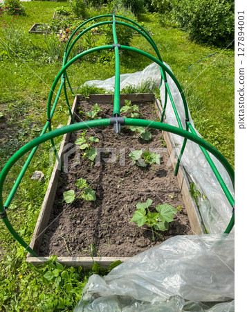 Gardening in spring with a newly built plant support structure outdoors 127894001