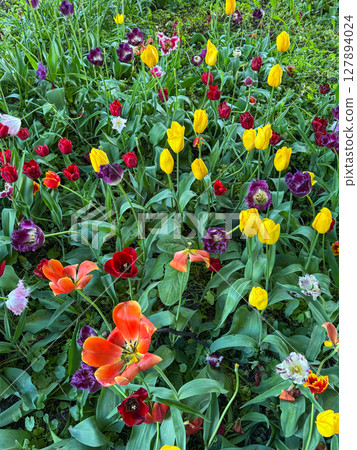 Colorful tulip garden in full bloom during spring season 127894024