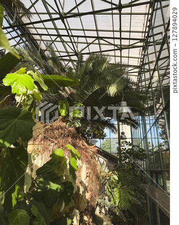 Greenhouse filled with tropical plants and sunlight on a warm day 127894029