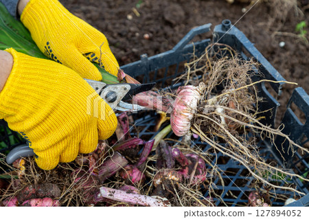 Garden pruning shears are yellow. Hands with gloves. Bulb of gladioli without soil 127894052