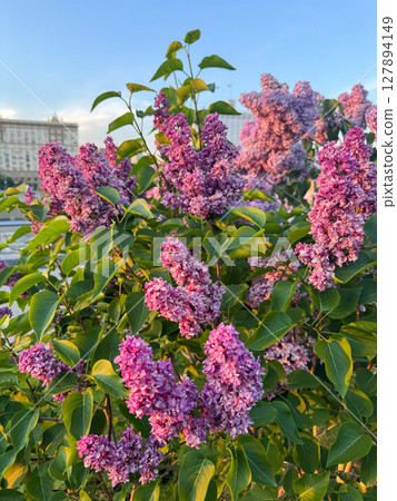 Vibrant lilac flowers bloom under clear blue sky in a city setting 127894149