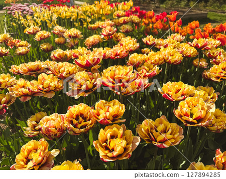 Colorful tulip flowers bloom beautifully in a spring garden setting Colorful tulip flowers bloom beautifully in a spring garden setting 127894285