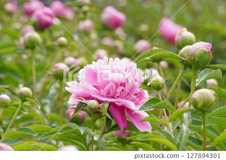 Peony flower "Spring outfit" May 2025 Peony flower "Spring outfit" May 2025 127894301