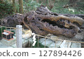 Giant tree at Izumi Shrine 127894426