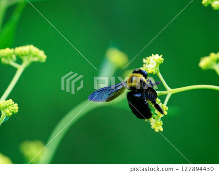 Diurnal moth, Arctiidae, Nectar-sucking moth Diurnal moth, Arctiidae, Nectar-sucking moth 127894430