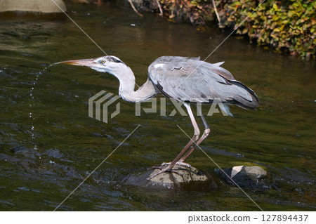 Gray heron Gray heron 127894437
