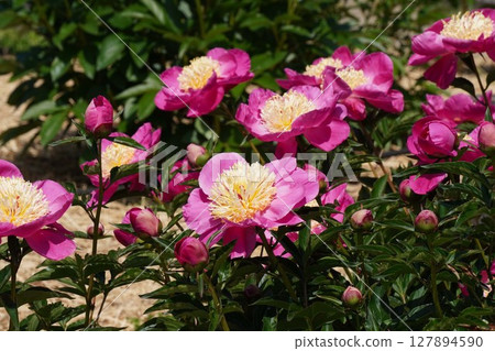 Peony flower "Spring Honor" May 2025 127894590
