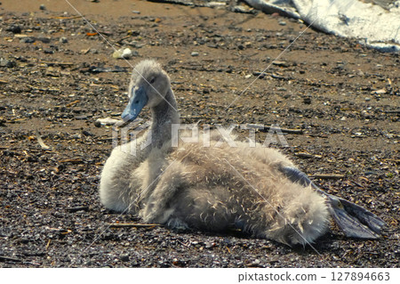 天鵝 127894663