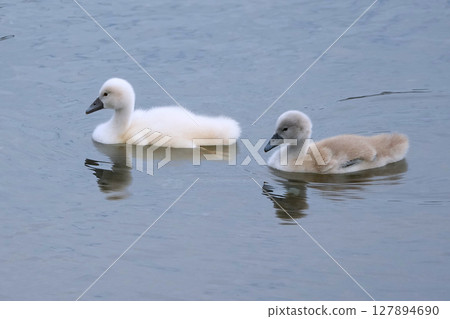 天鵝 天鵝 127894690