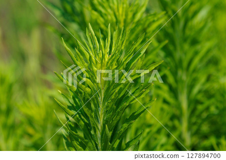 Edible weeds that grow in the fields Edible weeds that grow in the fields 127894700