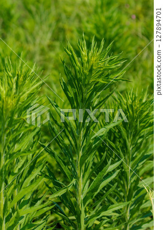 Edible weeds that grow in the fields Edible weeds that grow in the fields 127894701