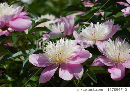 Peony flower "Kasuga" May 2025 127894740