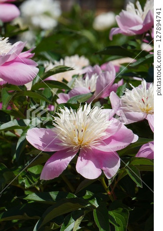 Peony flower "Kasuga" May 2025 Peony flower "Kasuga" May 2025 127894741