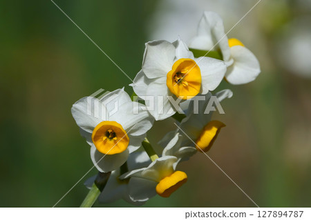 Brilliant flowers blooming in the field Brilliant flowers blooming in the field 127894787