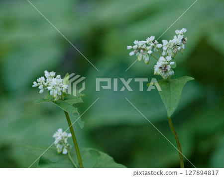 Common food: buckwheat (Polygonaceae) flowering 127894817