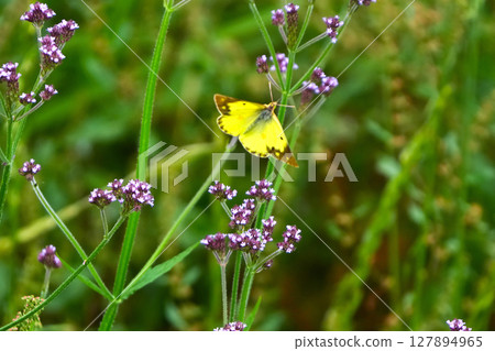 White cabbage butterfly nestling in the greenery White cabbage butterfly nestling in the greenery 127894965