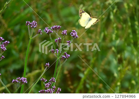 White cabbage butterfly nestling in the greenery White cabbage butterfly nestling in the greenery 127894966