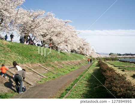 Cherry blossoms along the Hinokinai River in Kakunodate (Semboku City, Akita Prefecture) Cherry blossoms along the Hinokinai River in Kakunodate (Semboku City, Akita Prefecture) 127894991