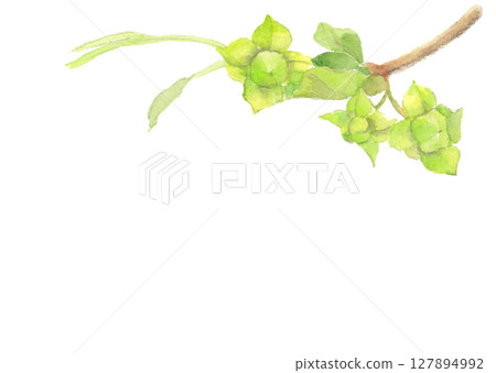 Illustration material of a small still green persimmon drawn in watercolor [hand-drawn] on a white background for cutting out, with copy space 127894992