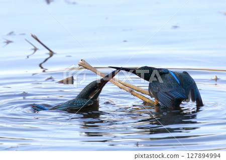 Kingfisher 127894994