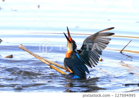 Kingfisher 127894995