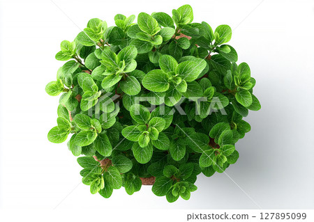 Cottage garden. Oregano plant with small leaves in ceramic pot on a white background. Top view. Cottage garden. Oregano plant with small leaves in ceramic pot on a white background. Top view. 127895099