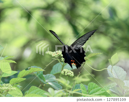 A female swallowtail butterfly from the family Papilionidae drinking nectar from a Cabbage plant from the family Vitaceae A female swallowtail butterfly from the family Papilionidae drinking nectar from a Cabbage plant from the family Vitaceae 127895109