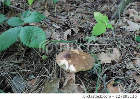 A Close-up of a Wild Mushroom on the Forest Floor 127895130