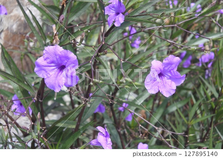 Violet flower in garden 127895140