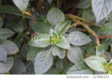 green foliage green foliage 127895141