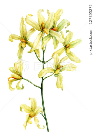Yellow orchid branch watercolor botanical illustration for floral wall art wedding design and spring summer decoration Yellow orchid branch watercolor botanical illustration for floral wall art wedding design and spring summer decoration 127895273