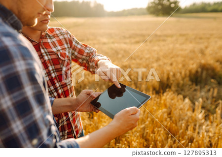 Two farmers standing in golden wheat field using touch pad for check wheat quality. Smart farm. Two farmers standing in golden wheat field using touch pad for check wheat quality. Smart farm. 127895313