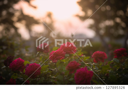 Roses dyed at dusk Roses dyed at dusk 127895326