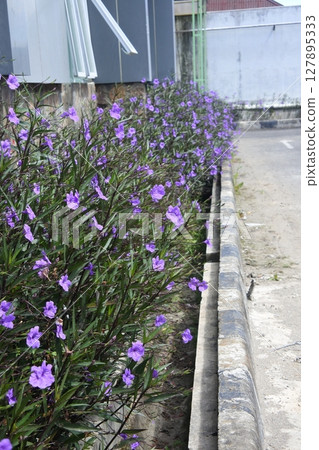 Violet flower in garden Violet flower in garden 127895333