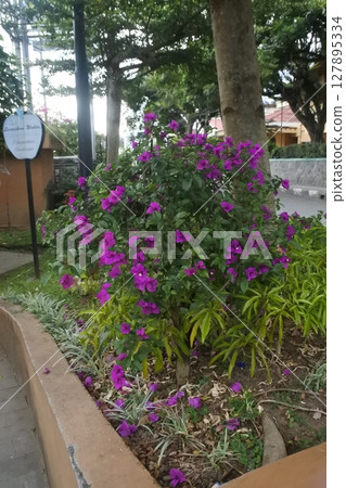 bright purple flowers in the garden bright purple flowers in the garden 127895334
