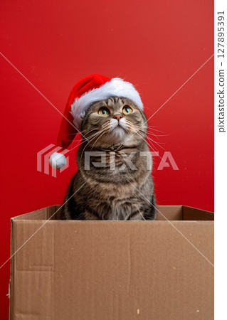 christmas cat in santa hat in brown box on red background with a place for text. 127895391