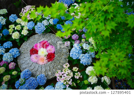 Dahlia surrounded by hydrangeas and autumn leaves Dahlia surrounded by hydrangeas and autumn leaves 127895401