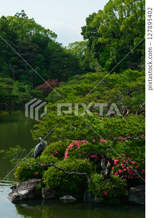 Heron standing on a pine tree 127895402