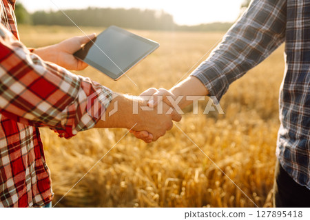 Handshake, joint work of farmers. Two farmers making agreement with handshake in wheat field. 127895418