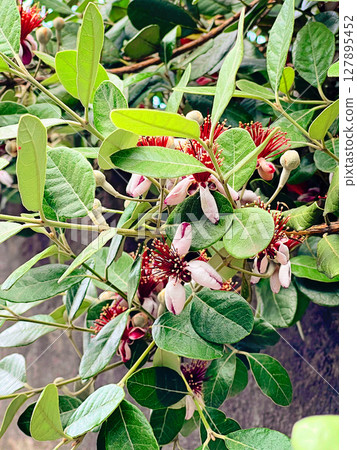 Feijoa sellowiana or Acca sellowiana leaves and flowers. Pineapple quava Flower 127895452
