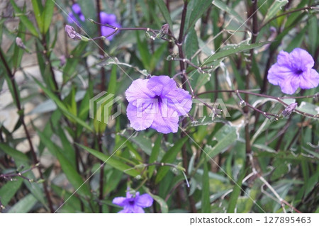 Violet flower in garden  127895463